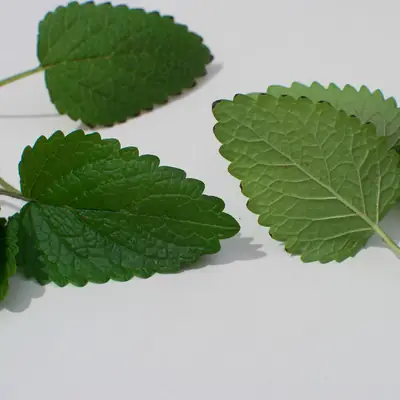 Representative photo for Wintergreen Mint Rolls